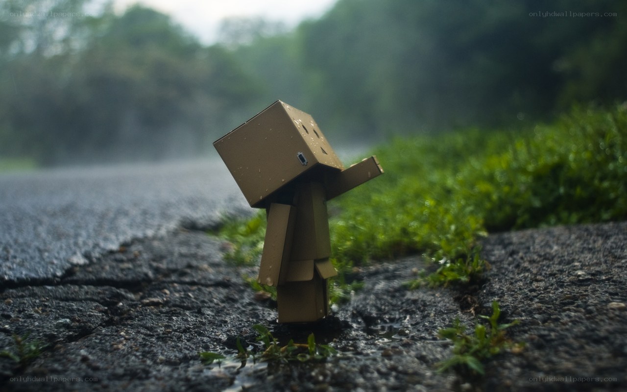 Danbo in the rain