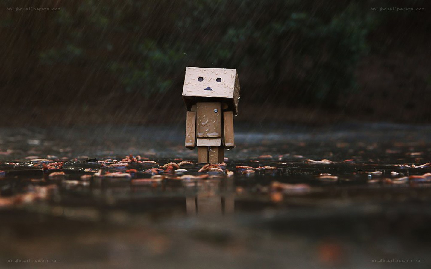 Danbo in the rain