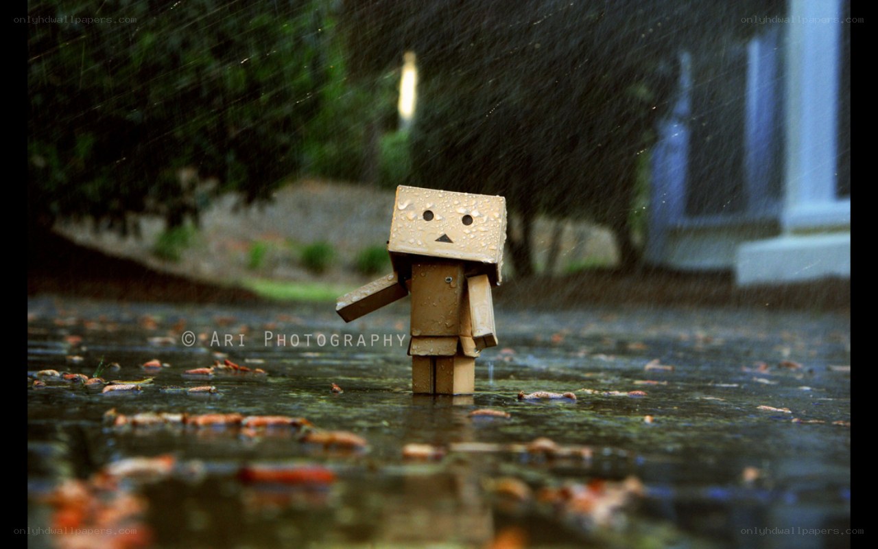 Danbo in the rain