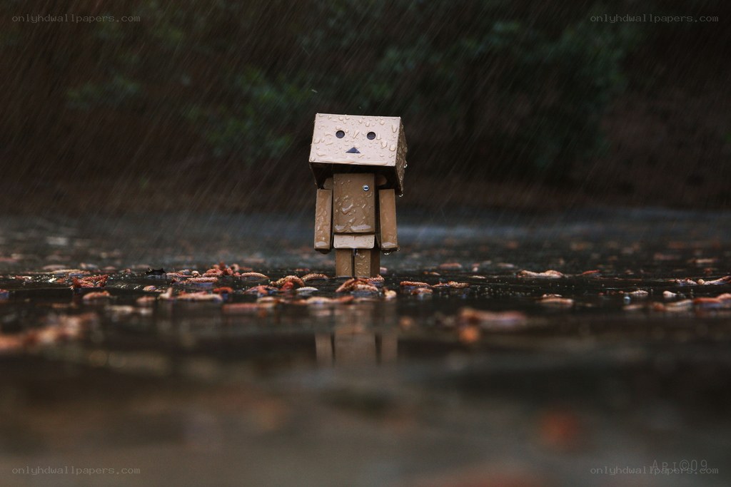 Danbo in the rain