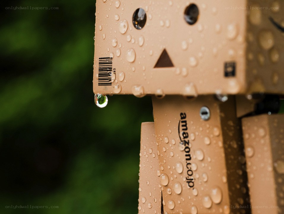 Danbo in the rain