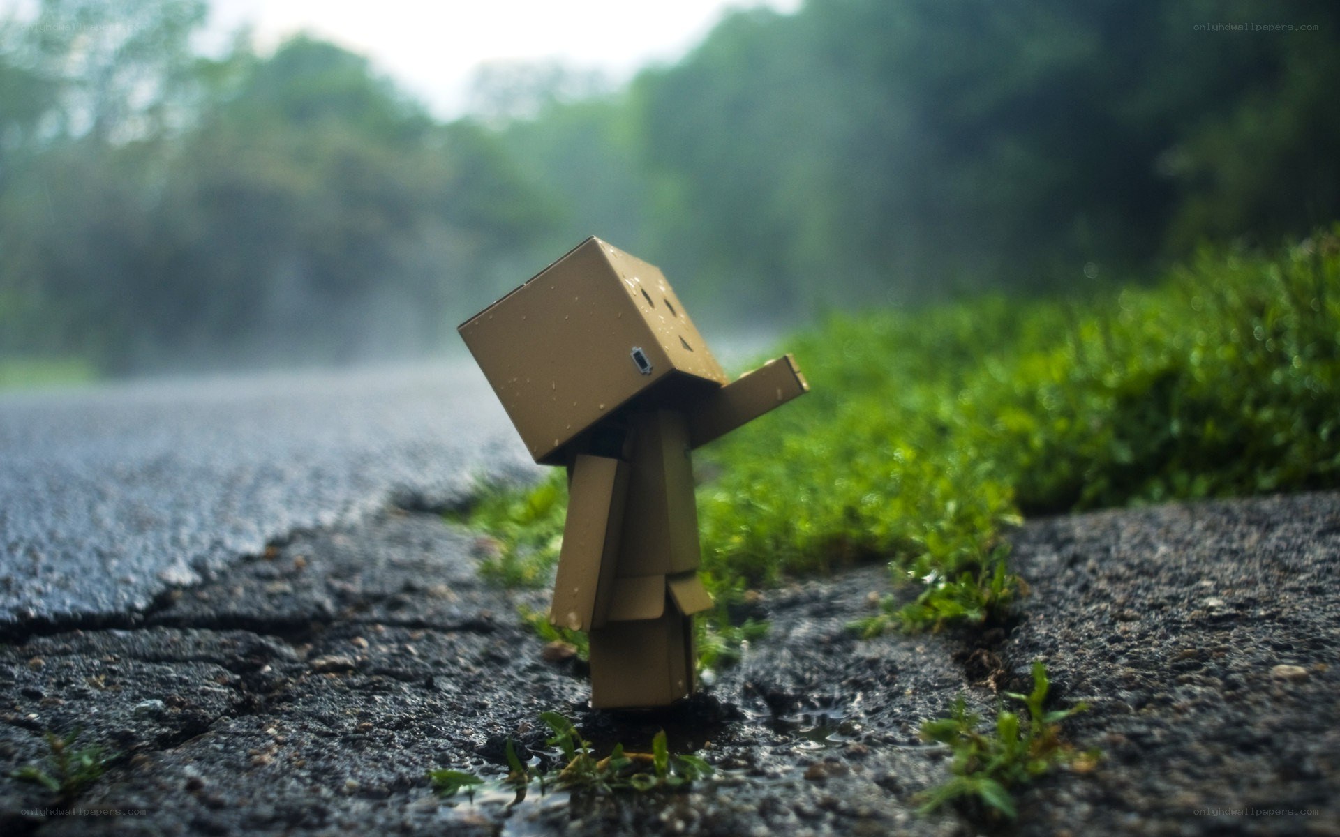 Danbo in the rain