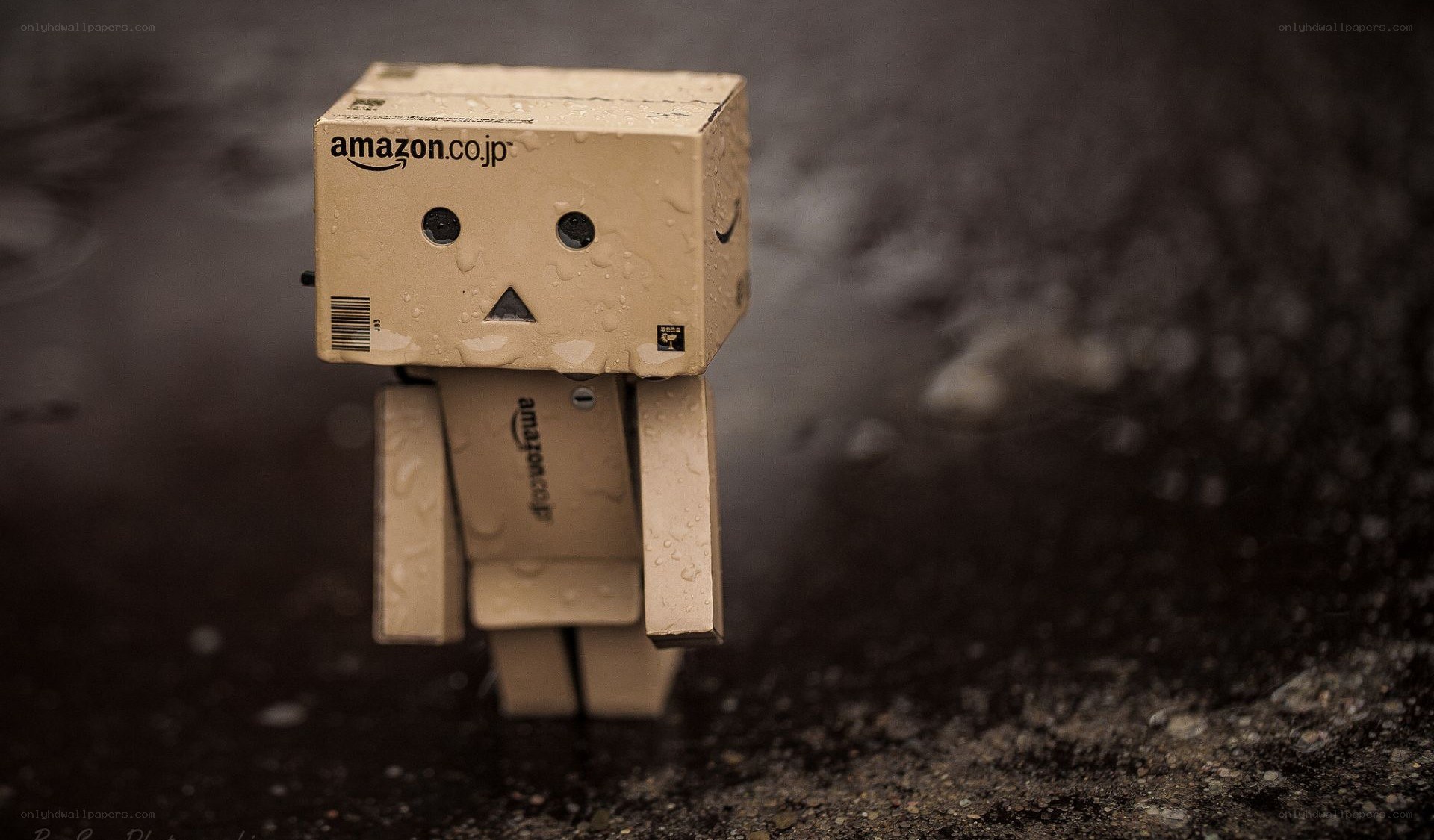 Danbo in the rain
