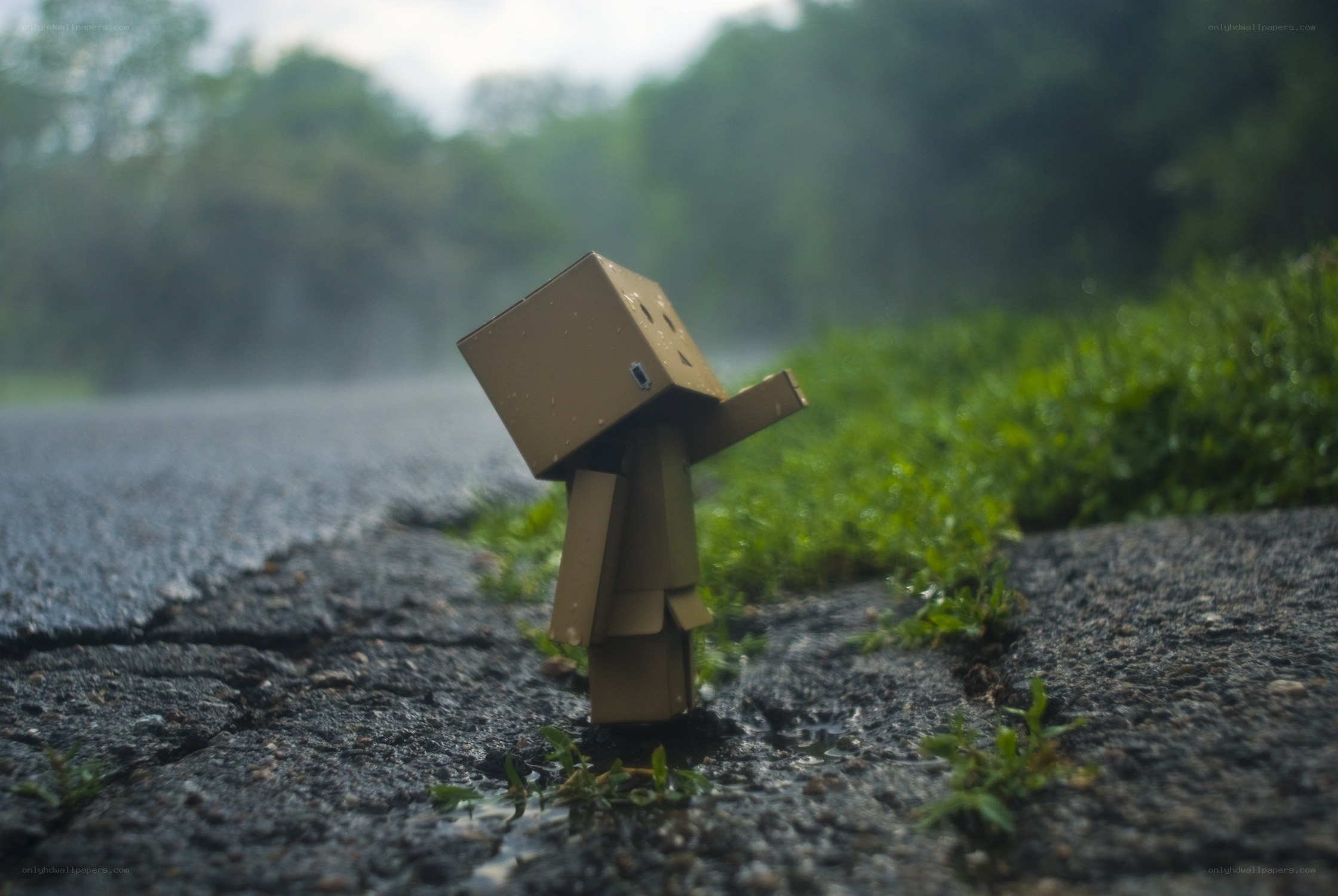Danbo in the rain