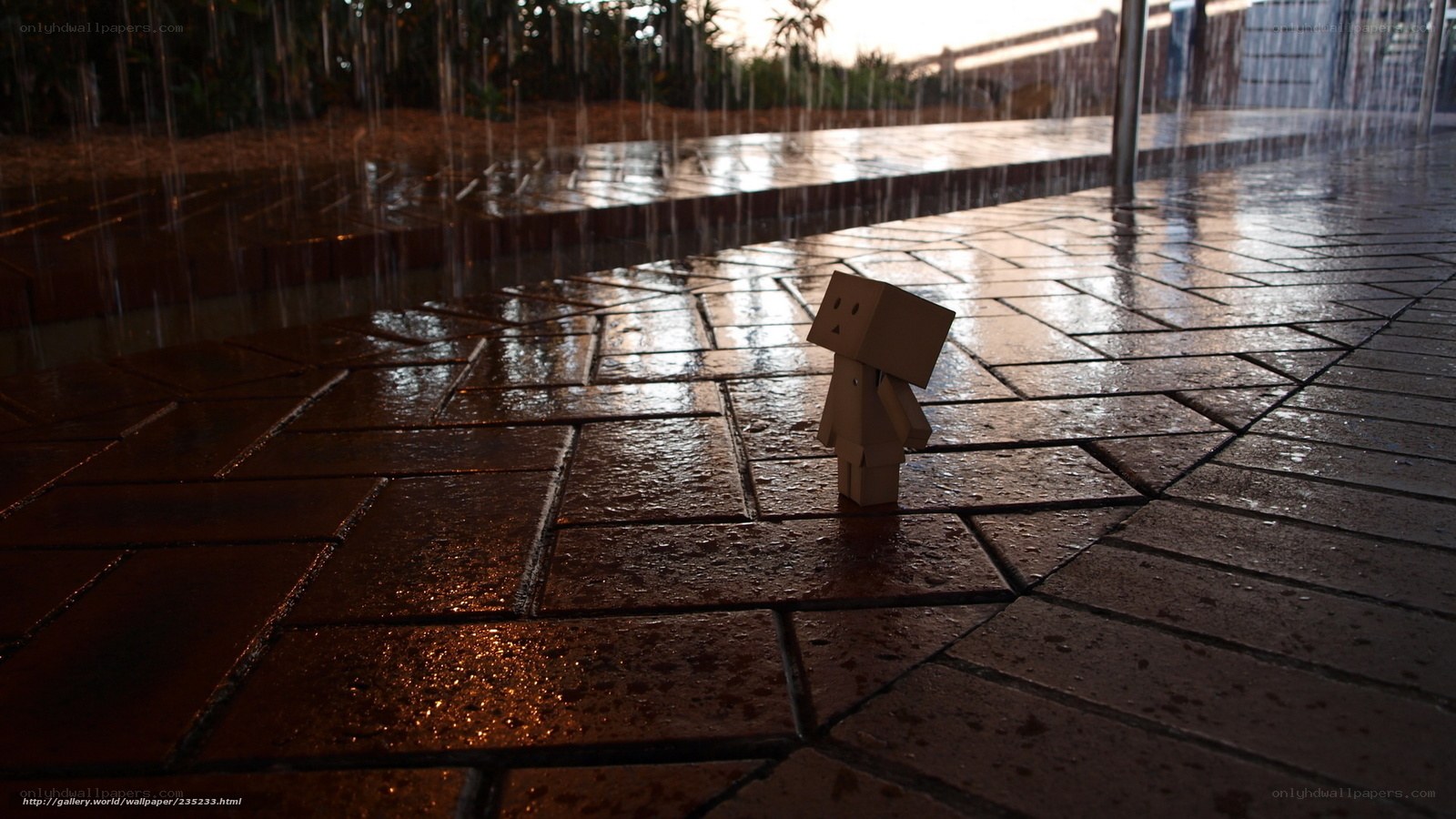 Danbo in the rain