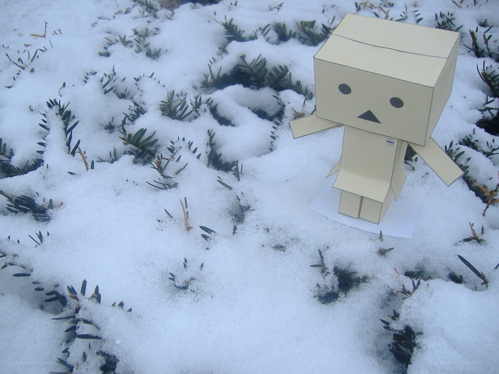 Danbo in the snow