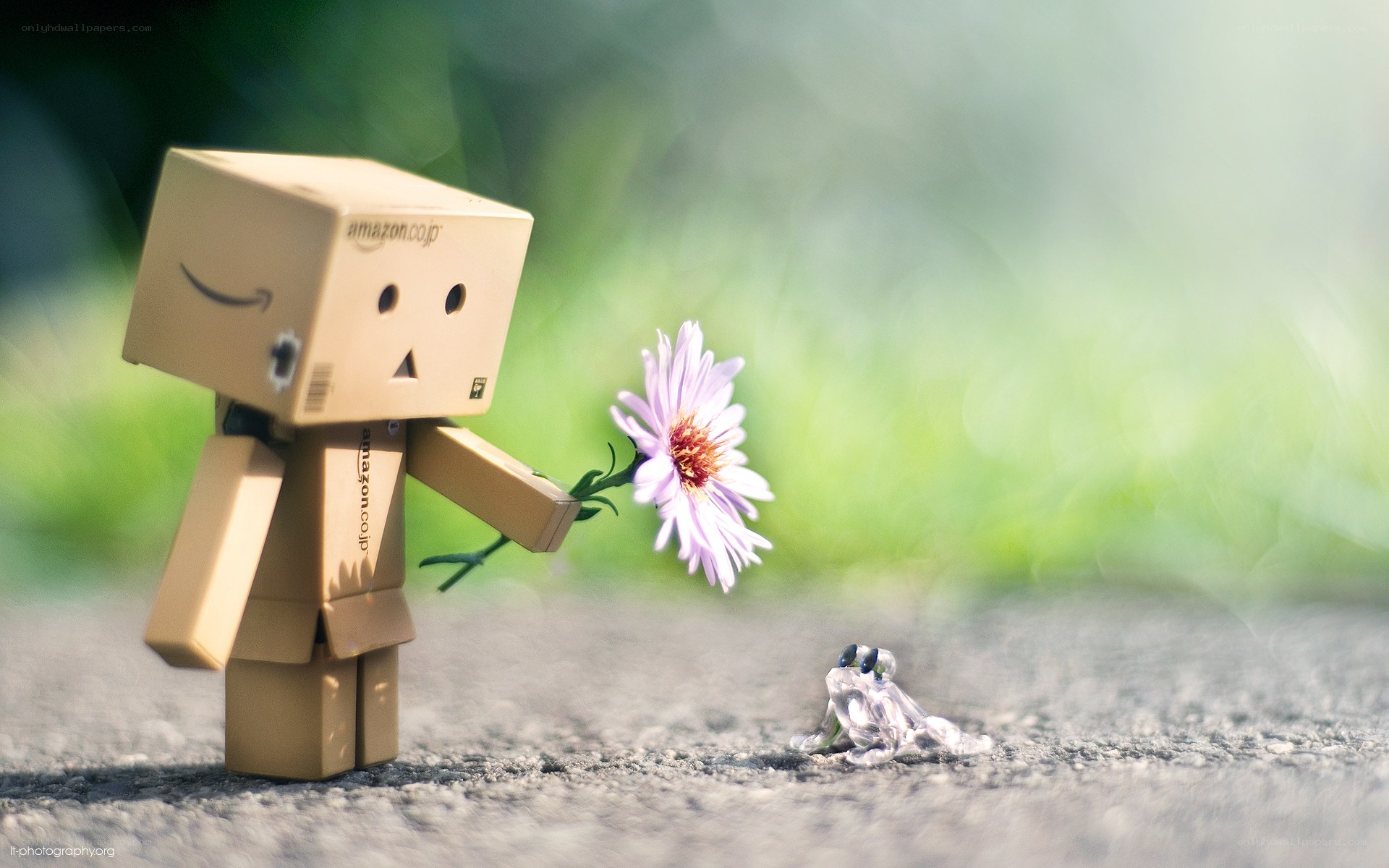 Danbo offers a flower