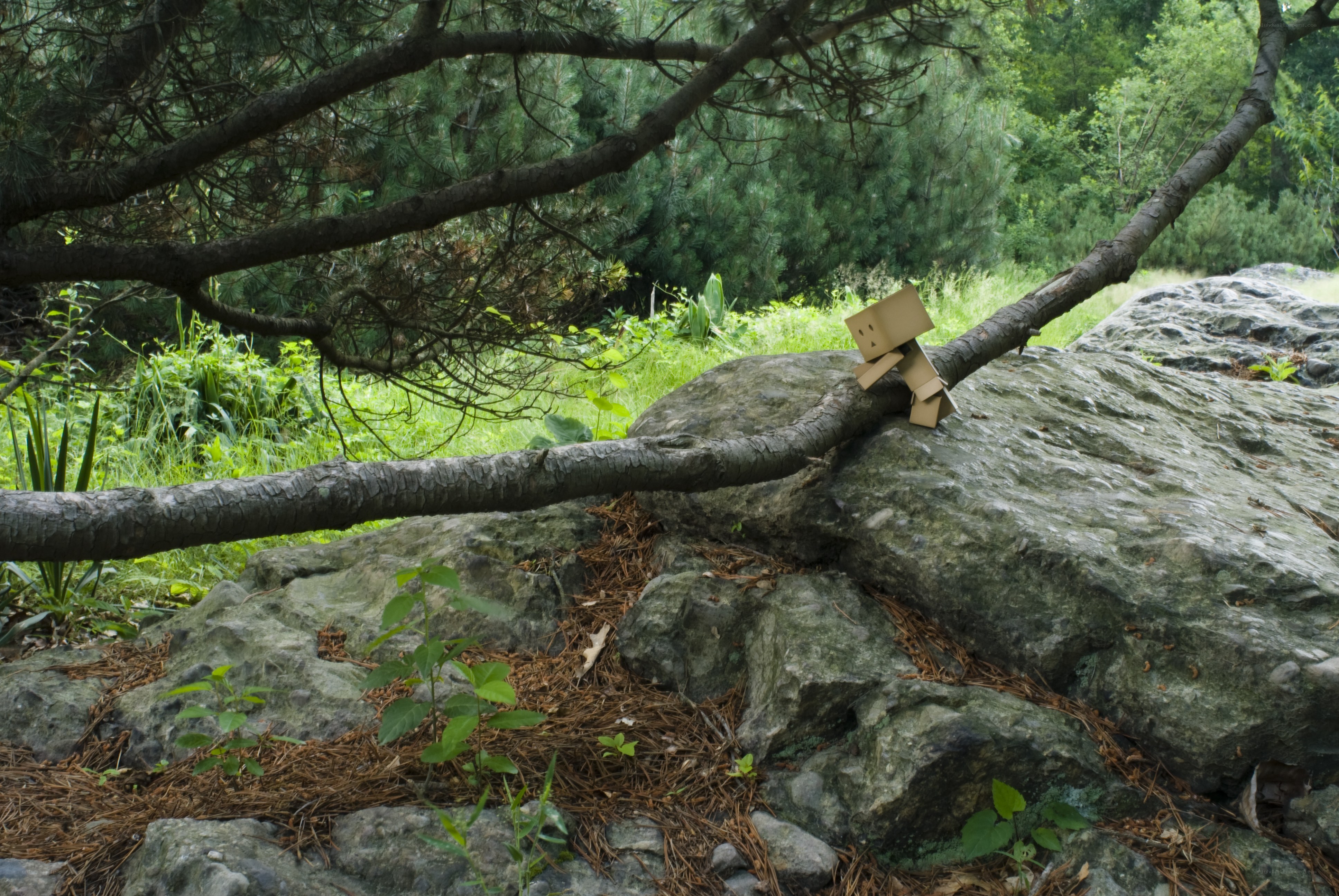 Danbo on a forest branch