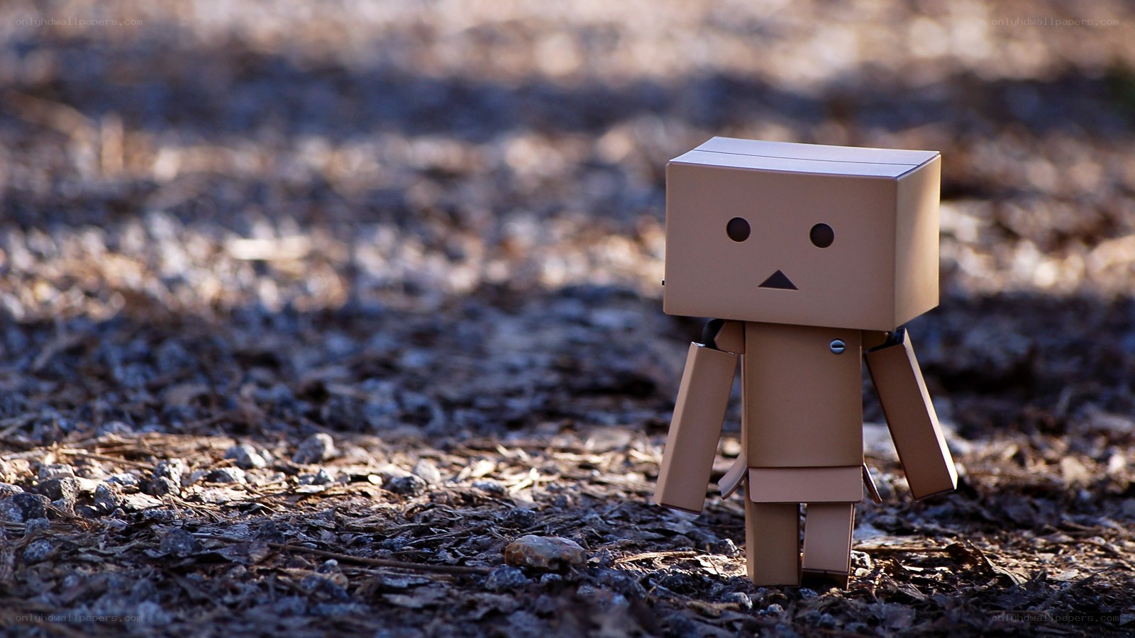 Danbo on a forest path