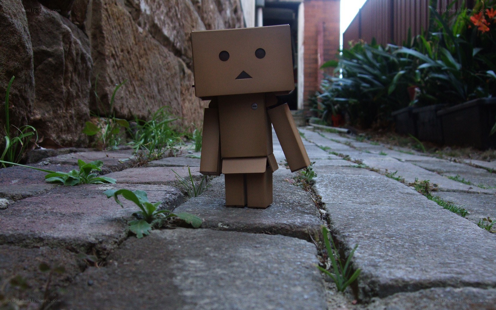 Danbo on a stone path