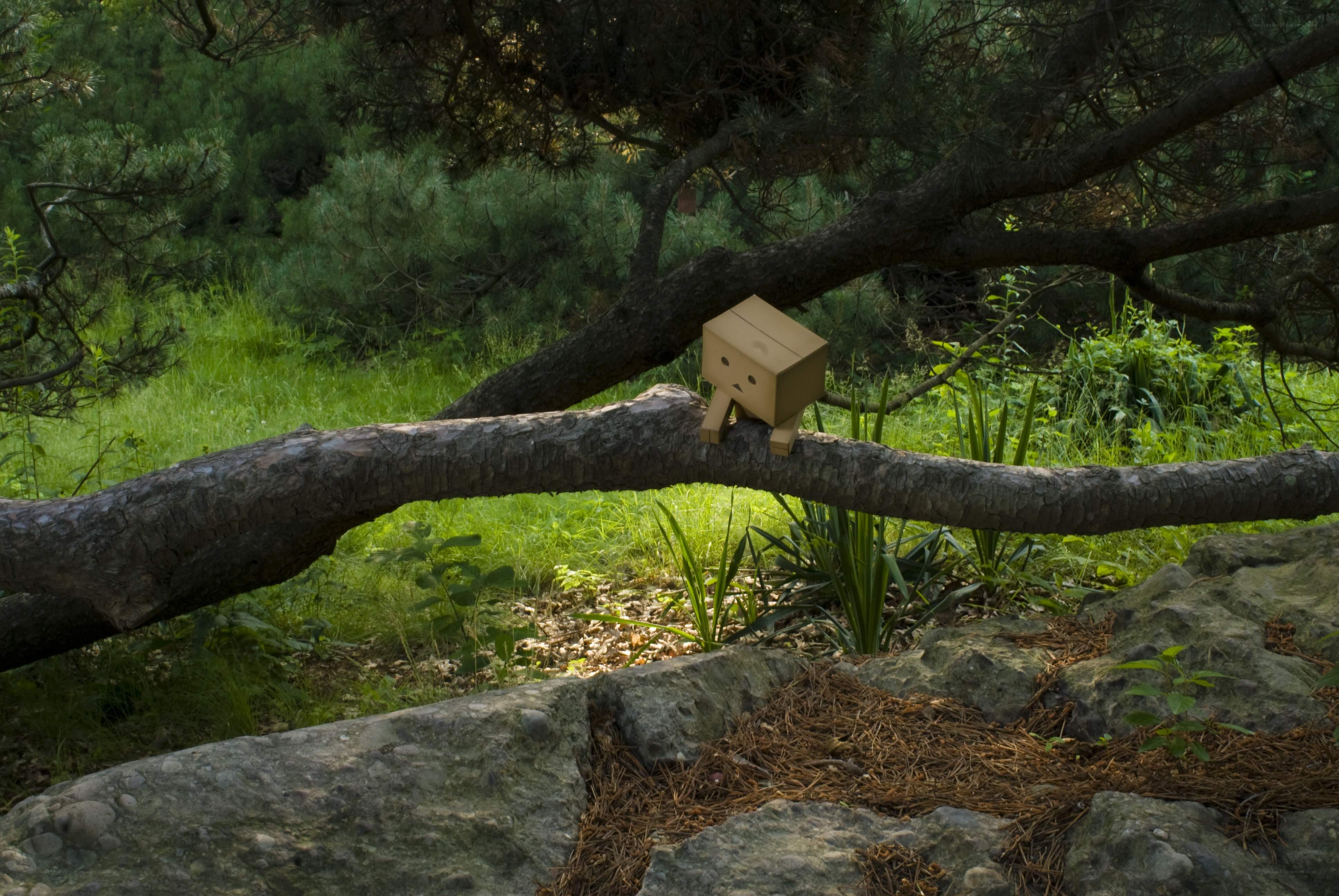 Danbo on a tree branch