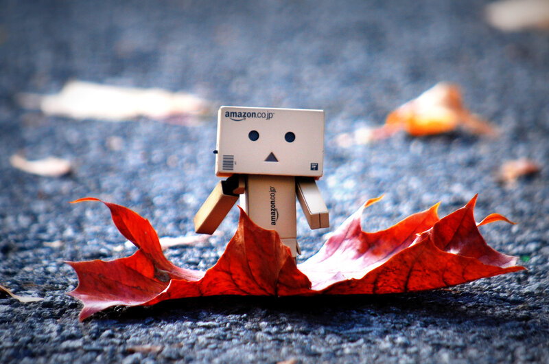 Danbo on autumn leaf