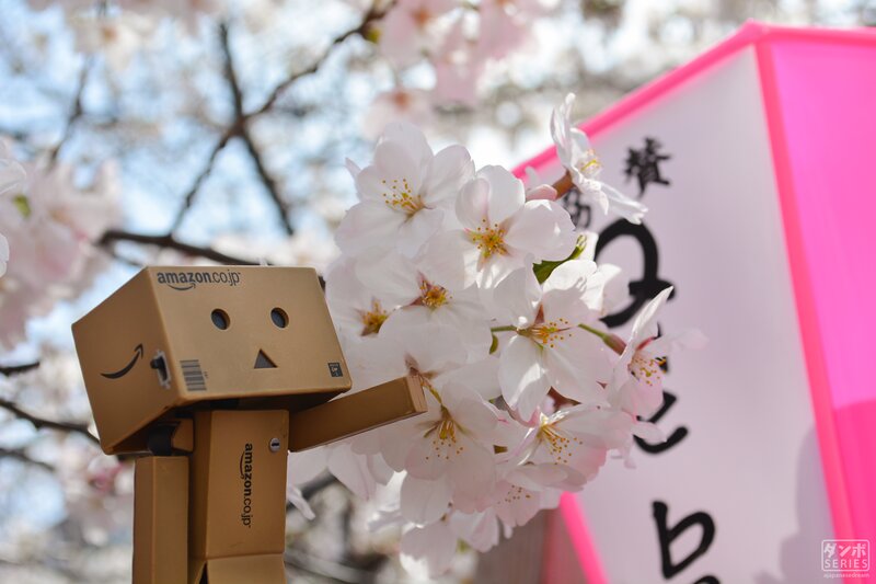 Danbo Robot with Cherry Blossoms