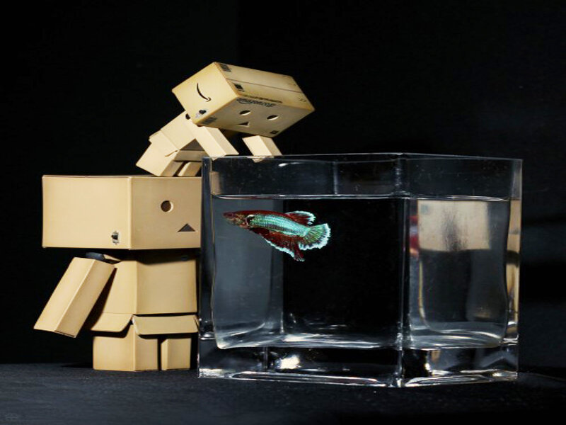 Danbo Robot with Fish
