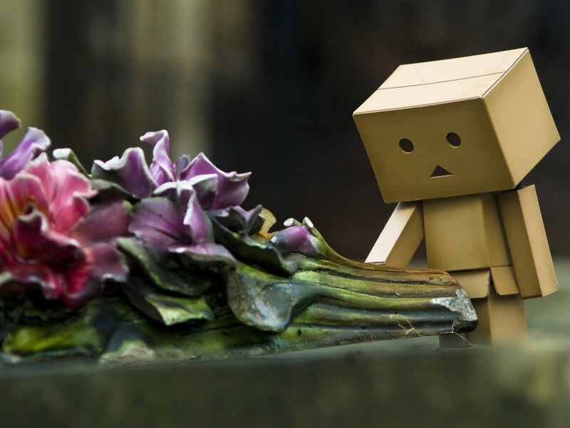 Danbo stands by flowers
