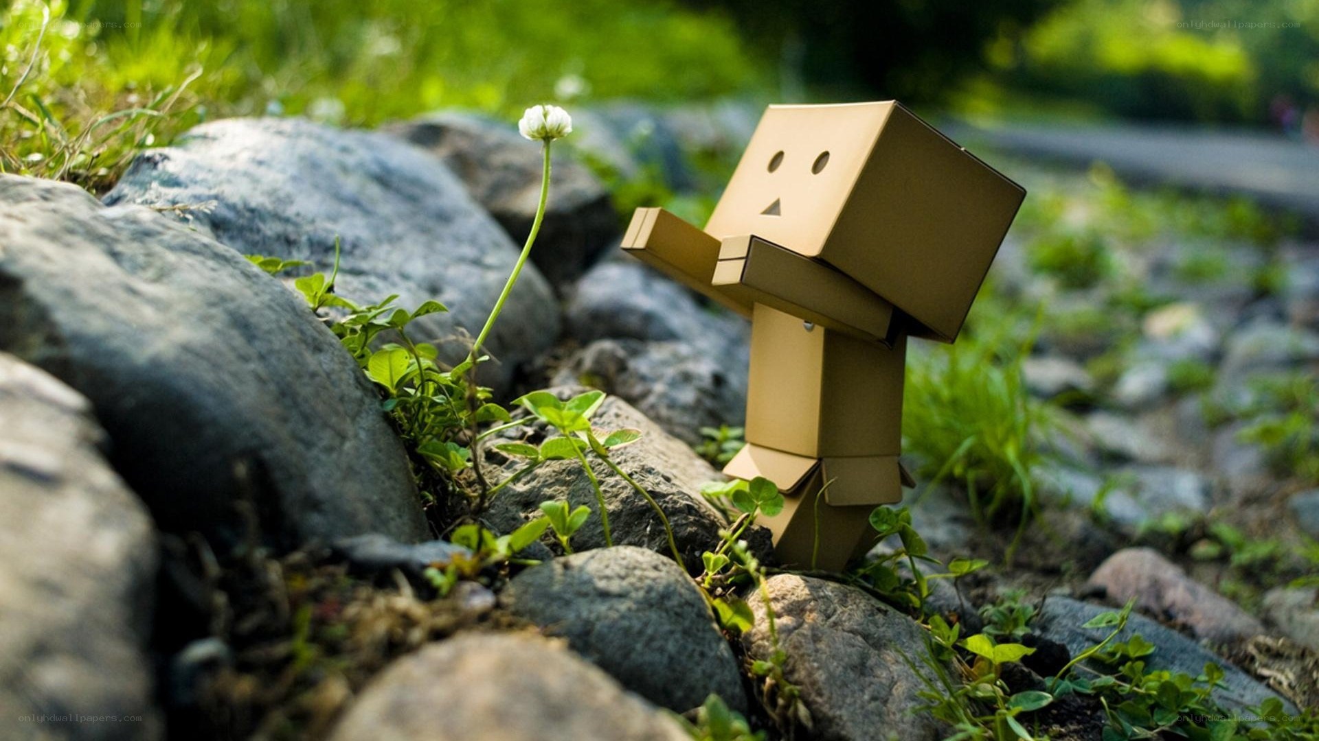 Danbo with a flower