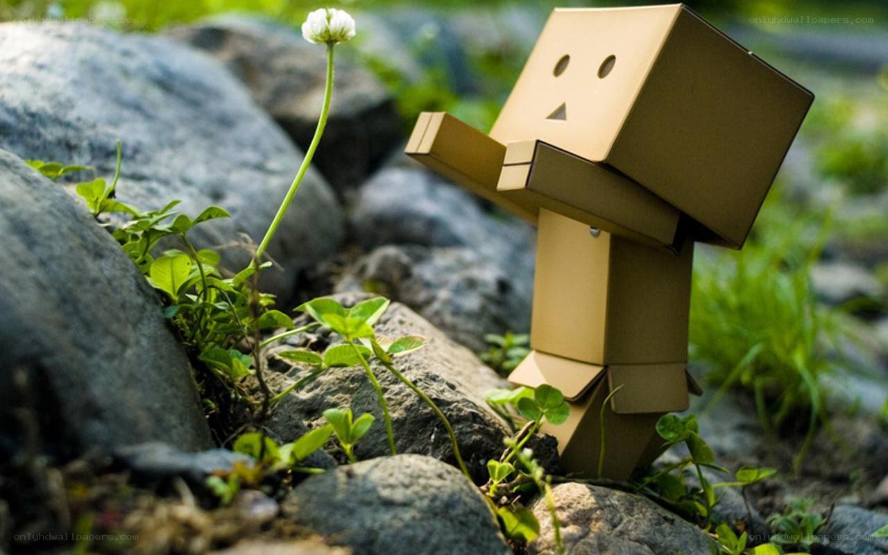 Danbo with a flower