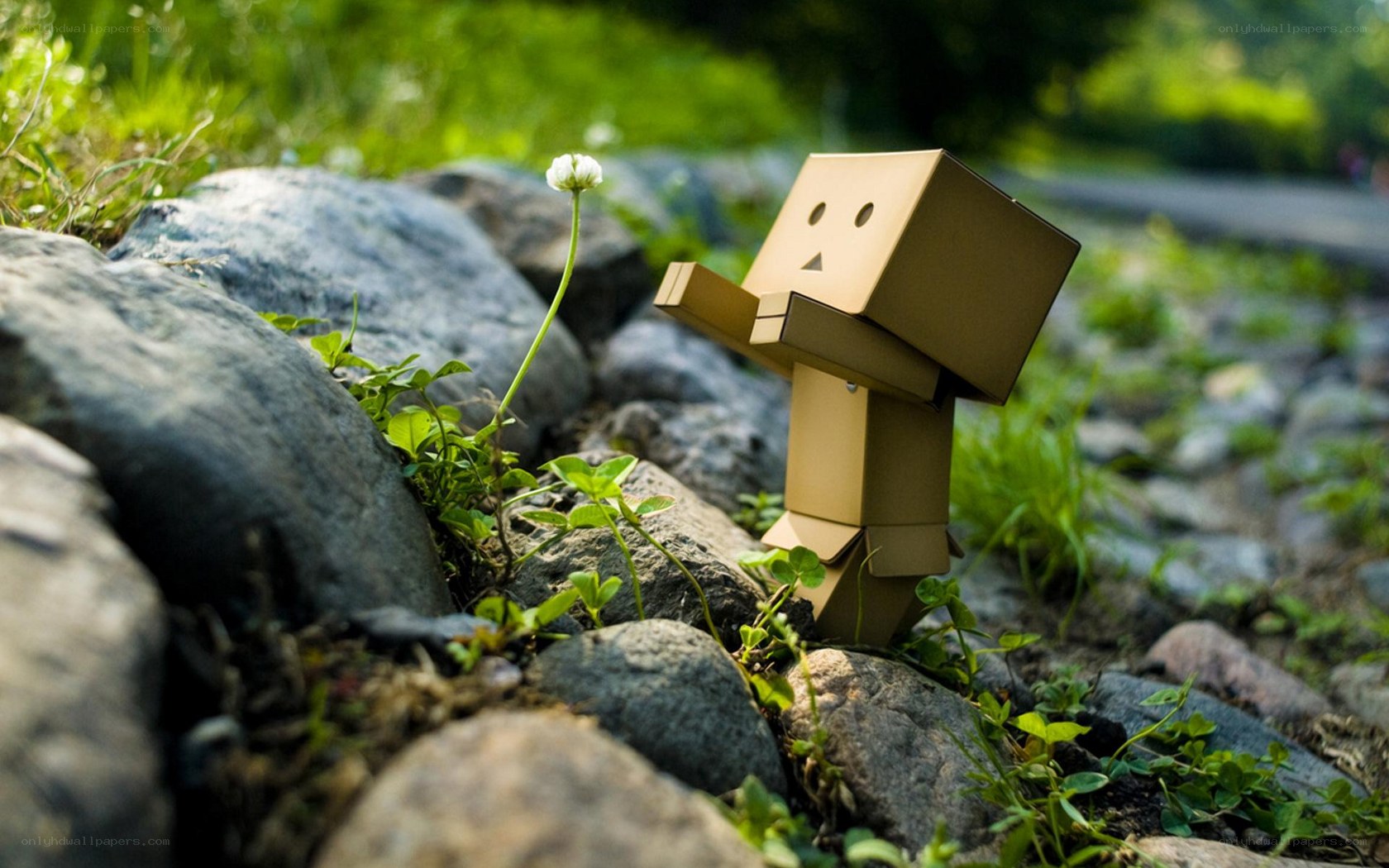Danbo with a flower