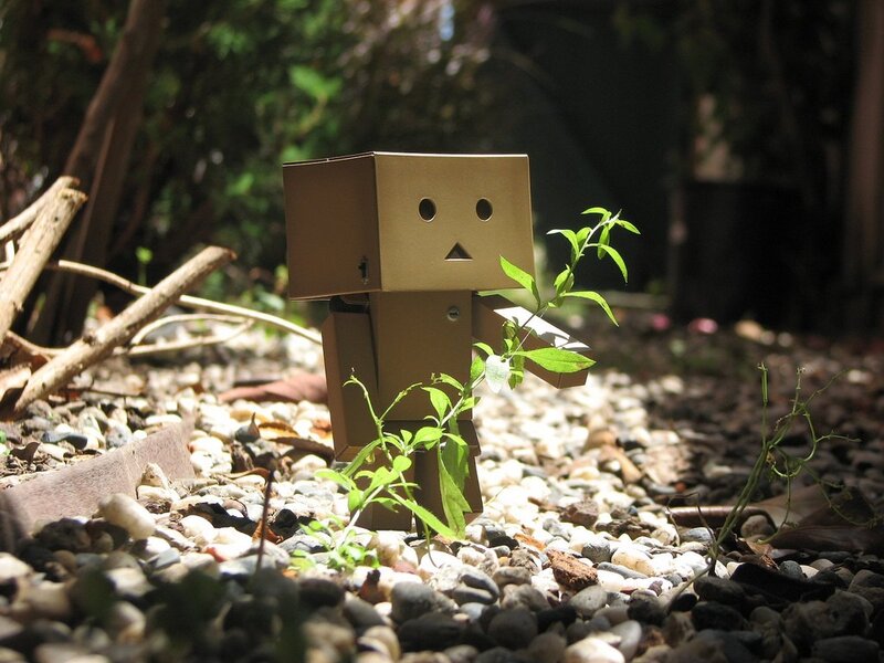 Danbo with a plant
