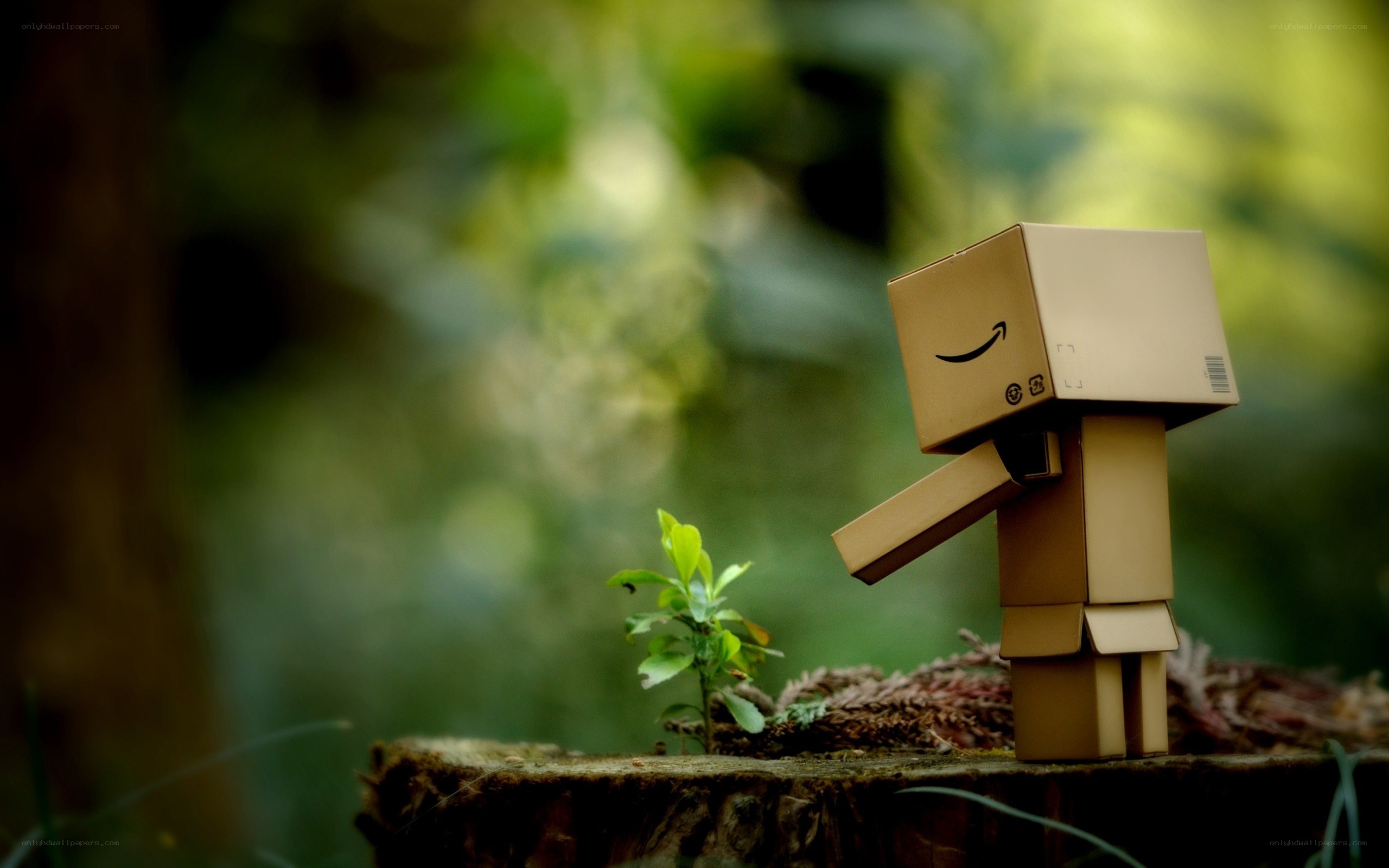 Danbo with a sprout