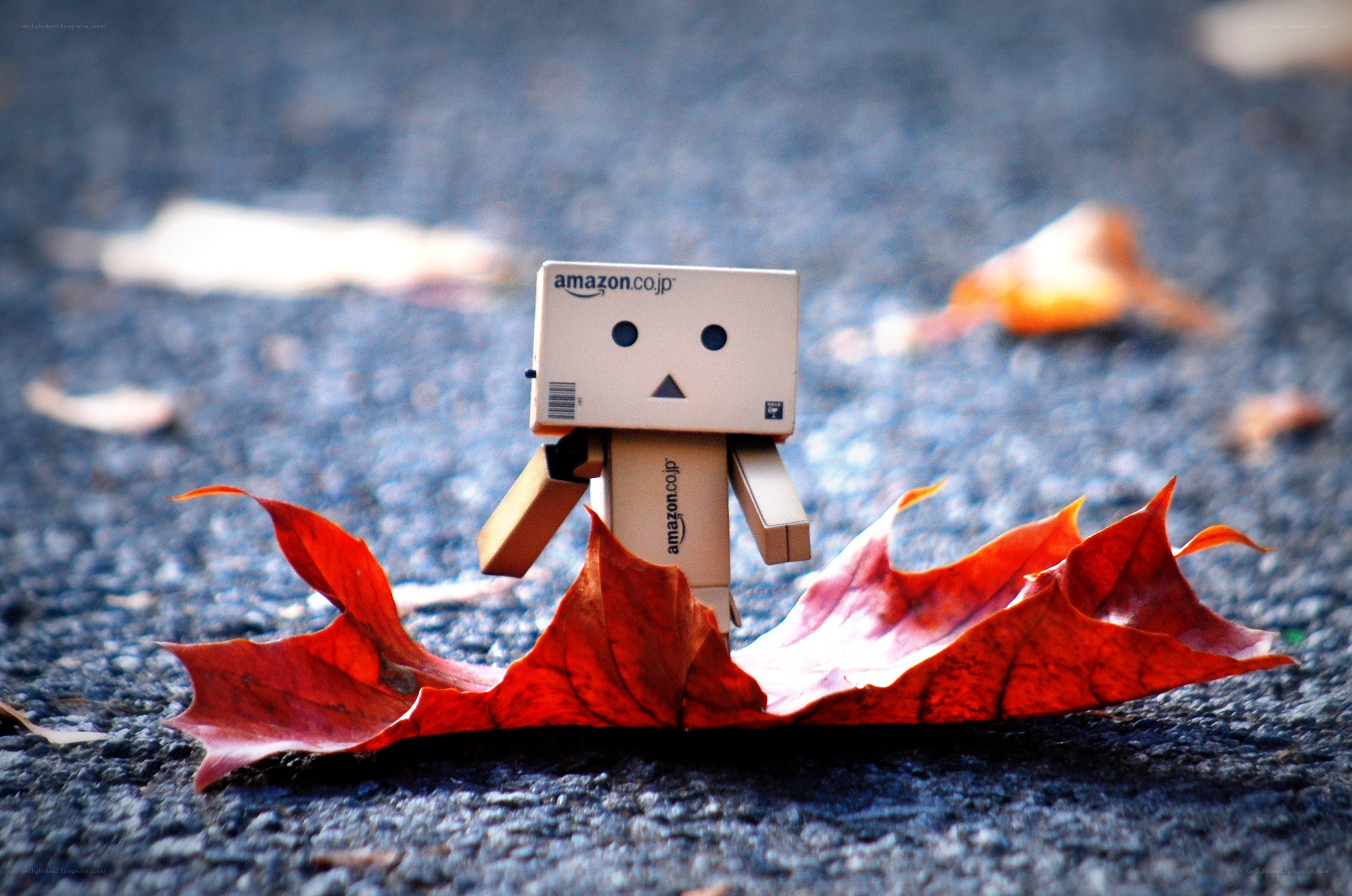 Danbo with autumn leaf