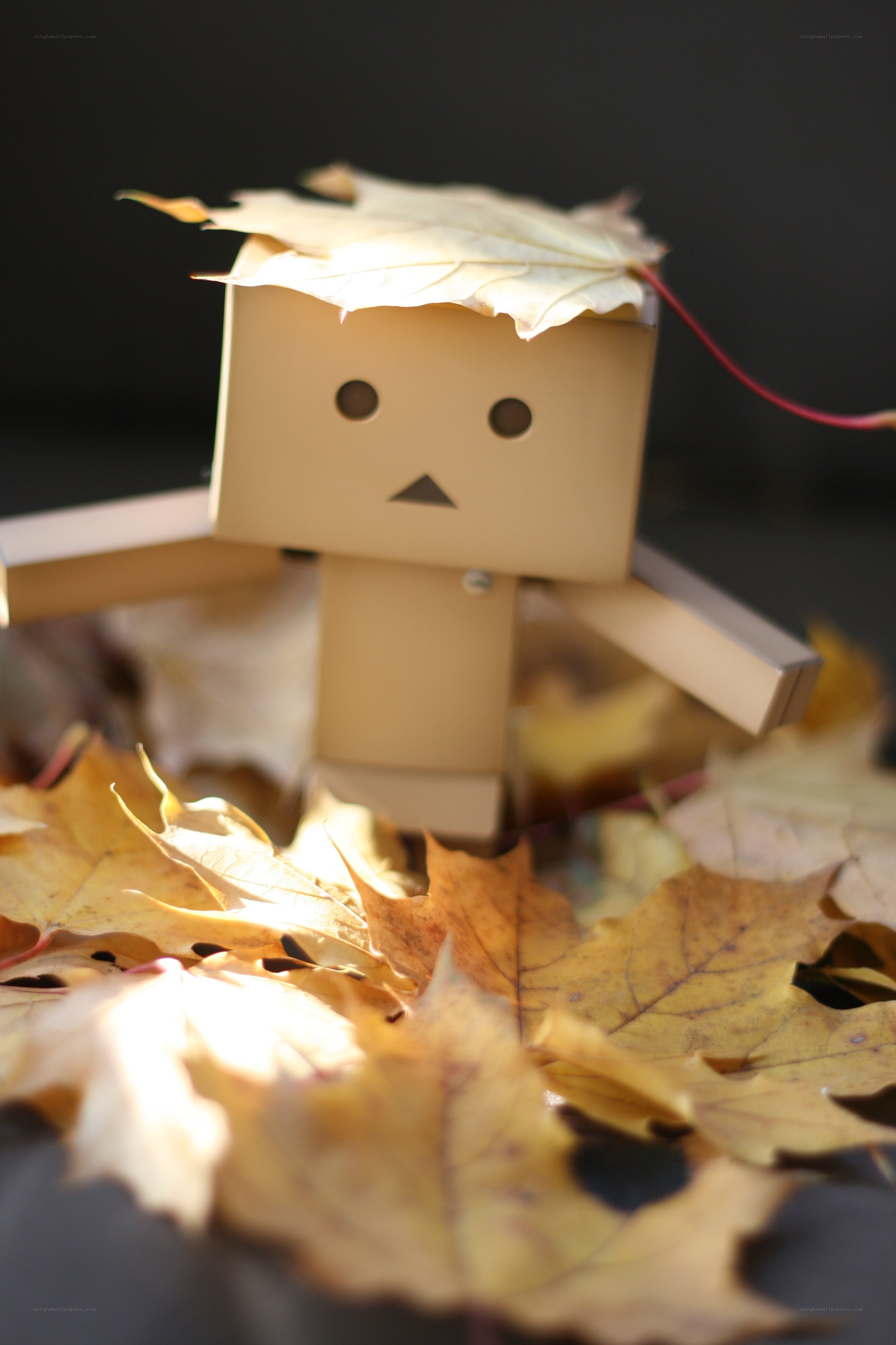 Danbo with autumn leaves