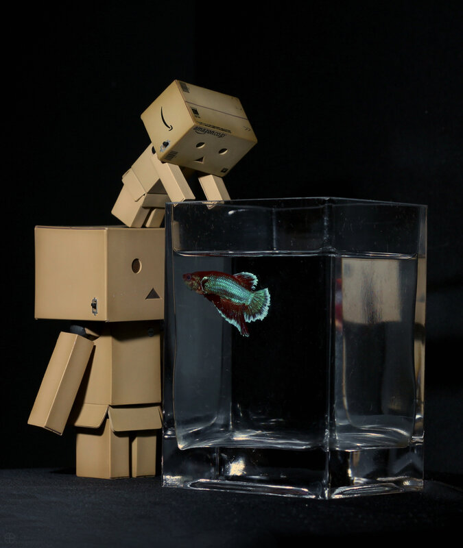 Danbo with betta fish