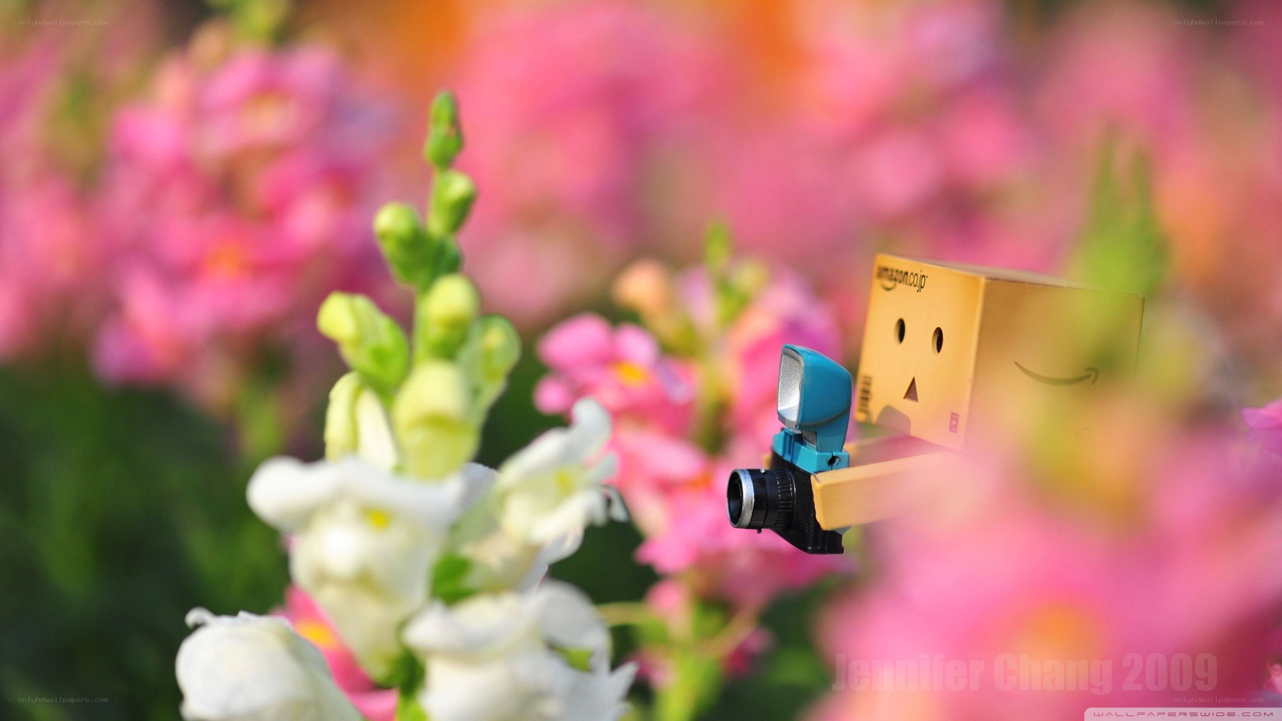 Danbo with camera in flowers