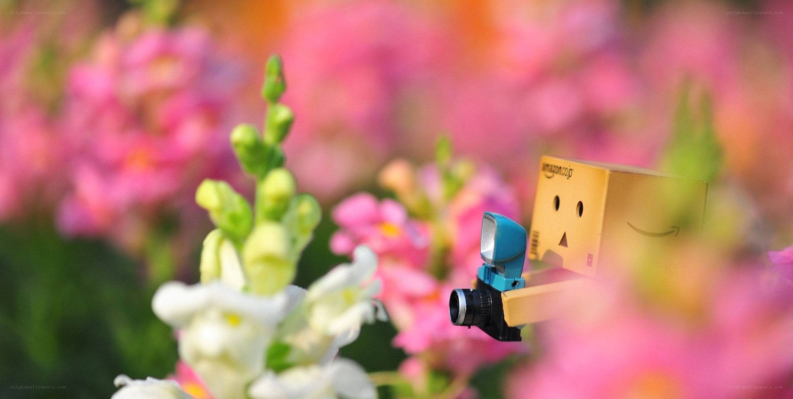 Danbo with camera in flowers