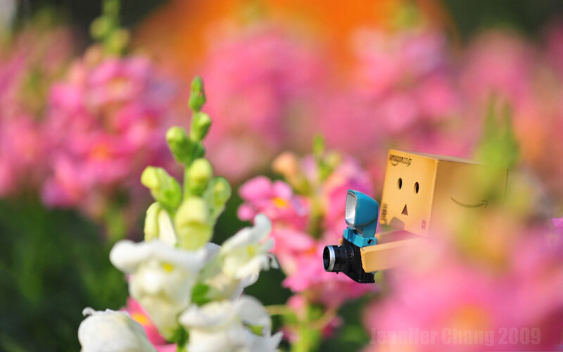 Danbo with Camera — Pink, Serene, Spring
