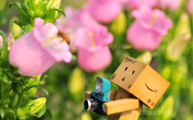 Danbo with Camera — Pink, Serene
