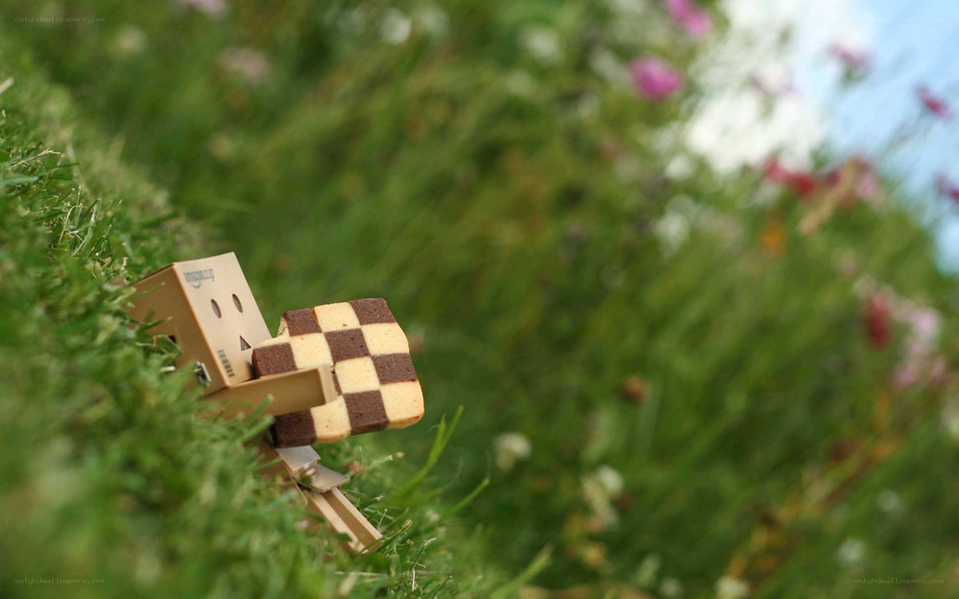 Danbo with cookie in grass