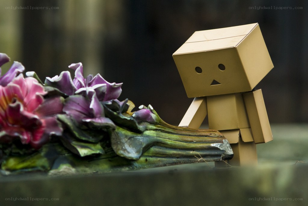 Danbo with flowers