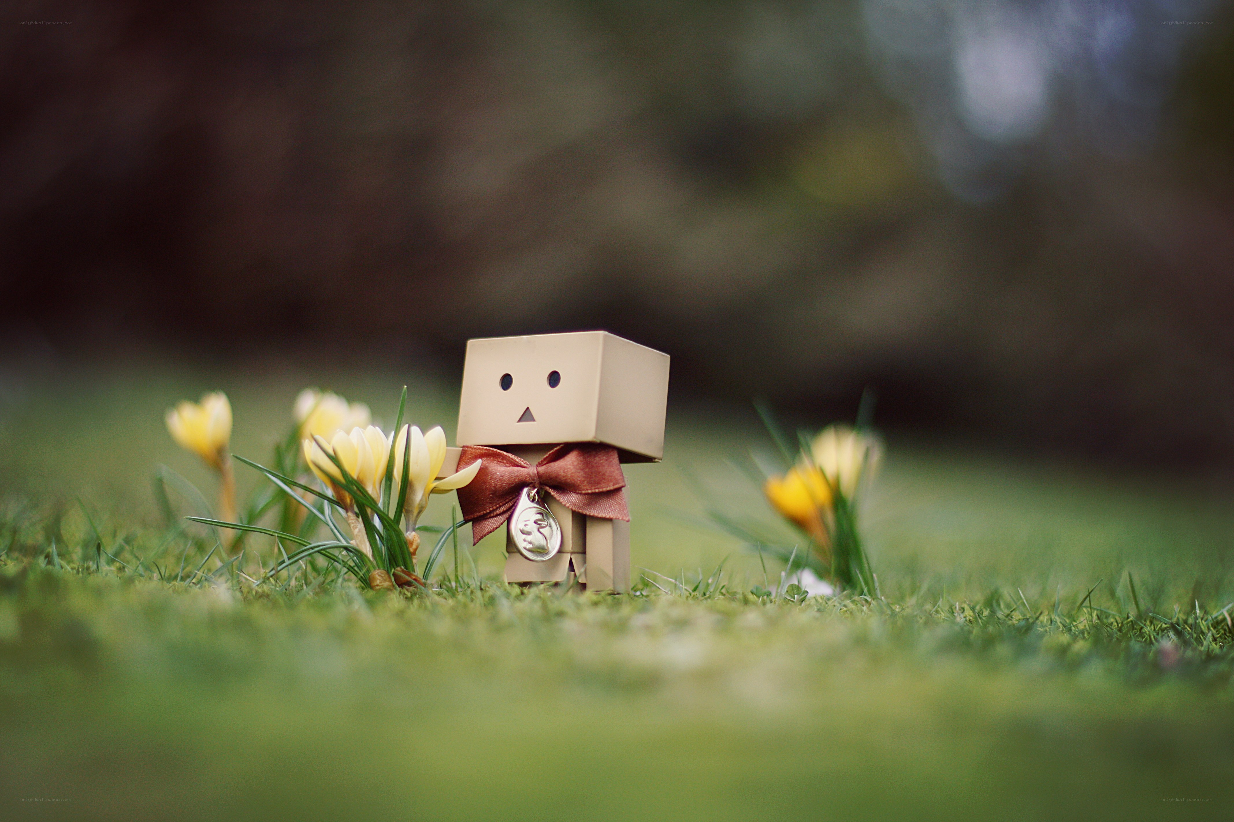 Danbo with flowers in grass