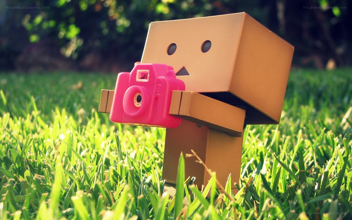 Danbo with pink camera