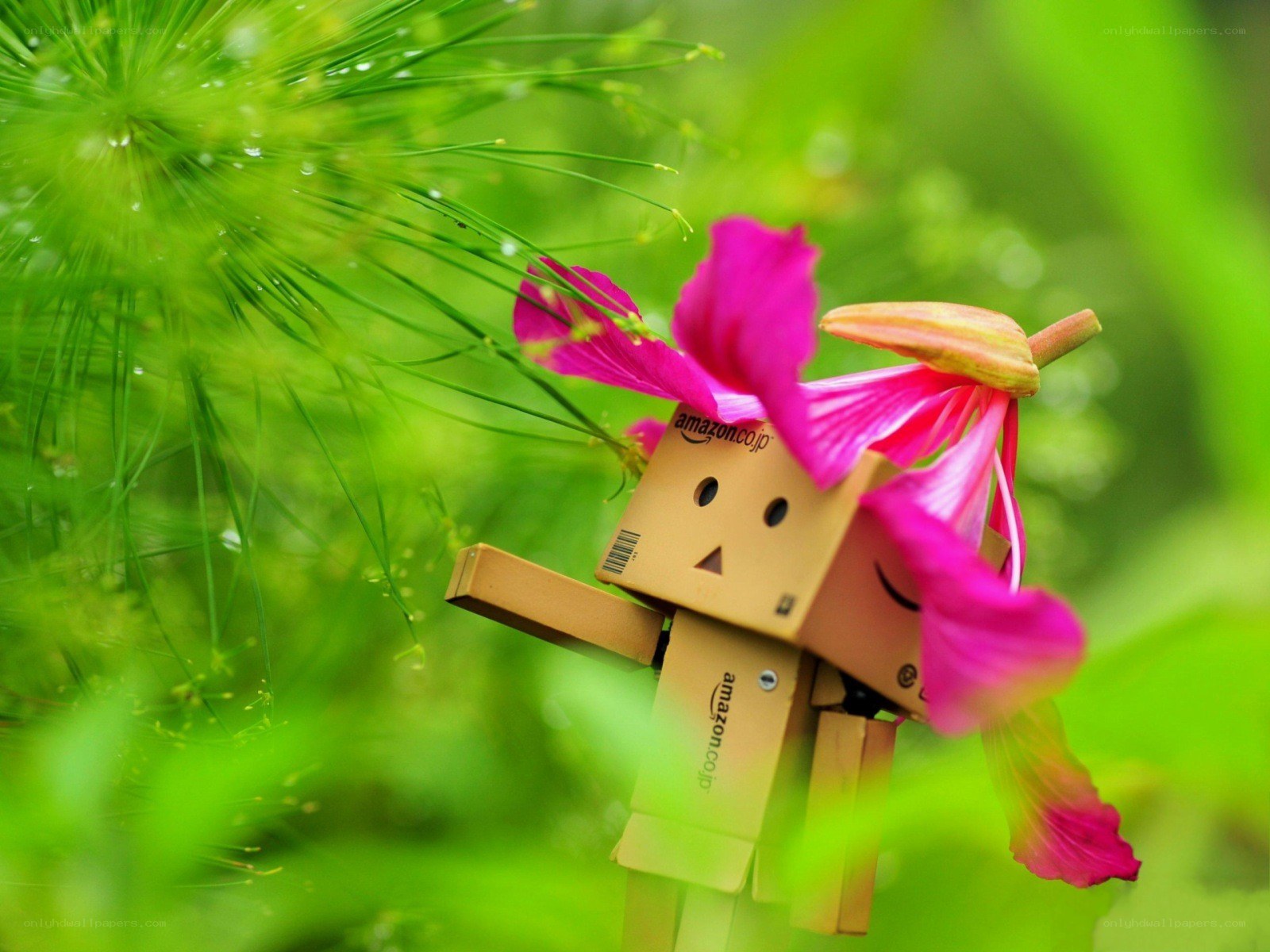 Danbo with pink flower