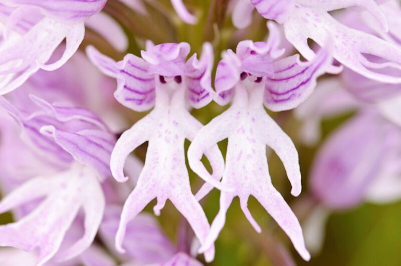 Dancing Lady Orchid
