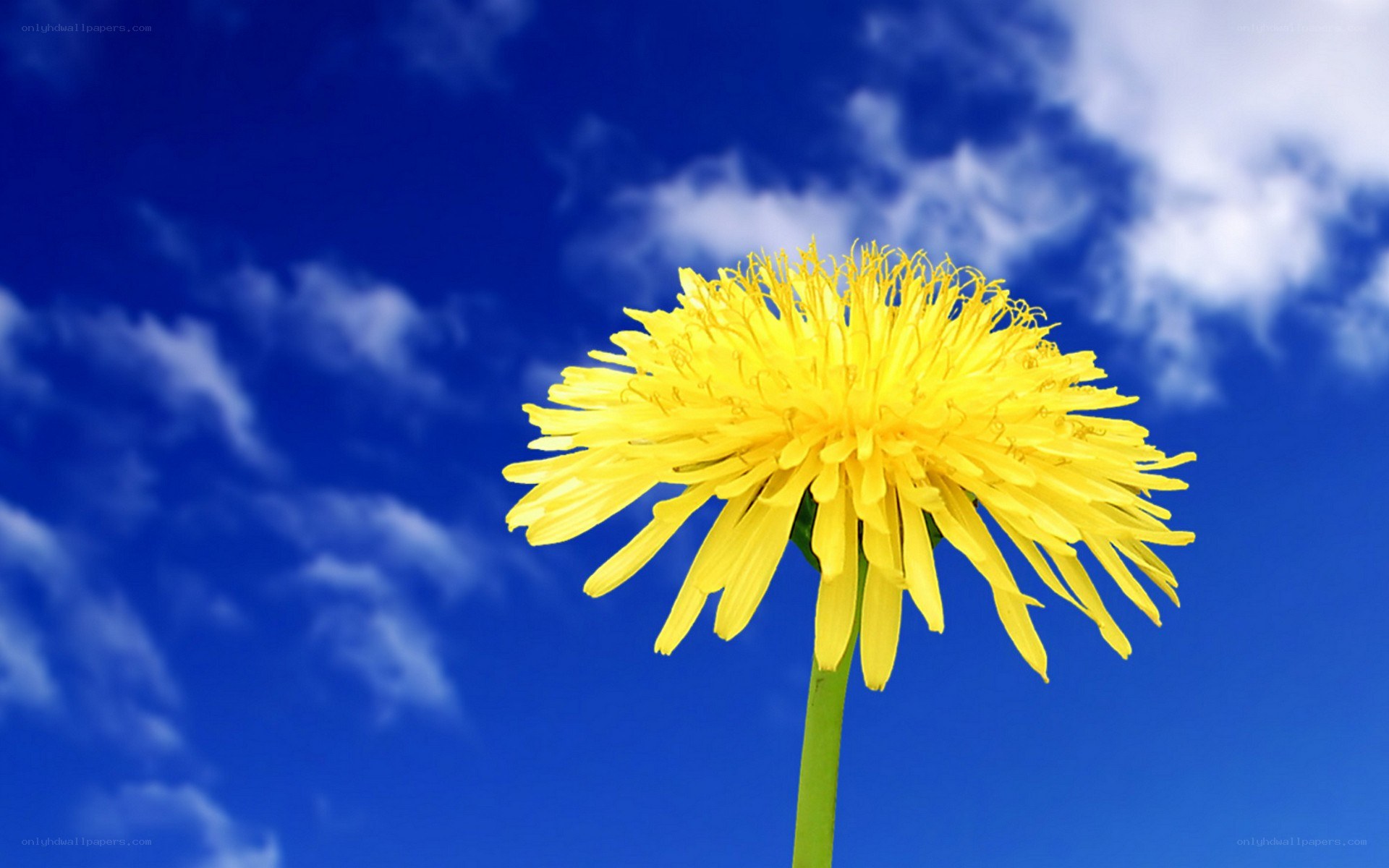 Dandelion against blue sky