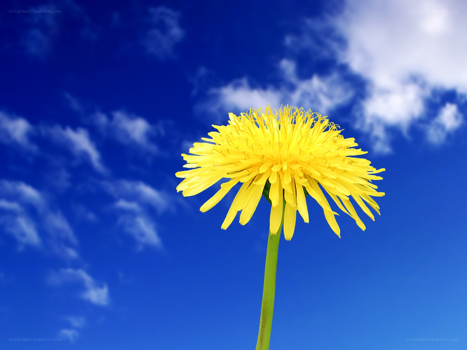 Dandelion against blue sky