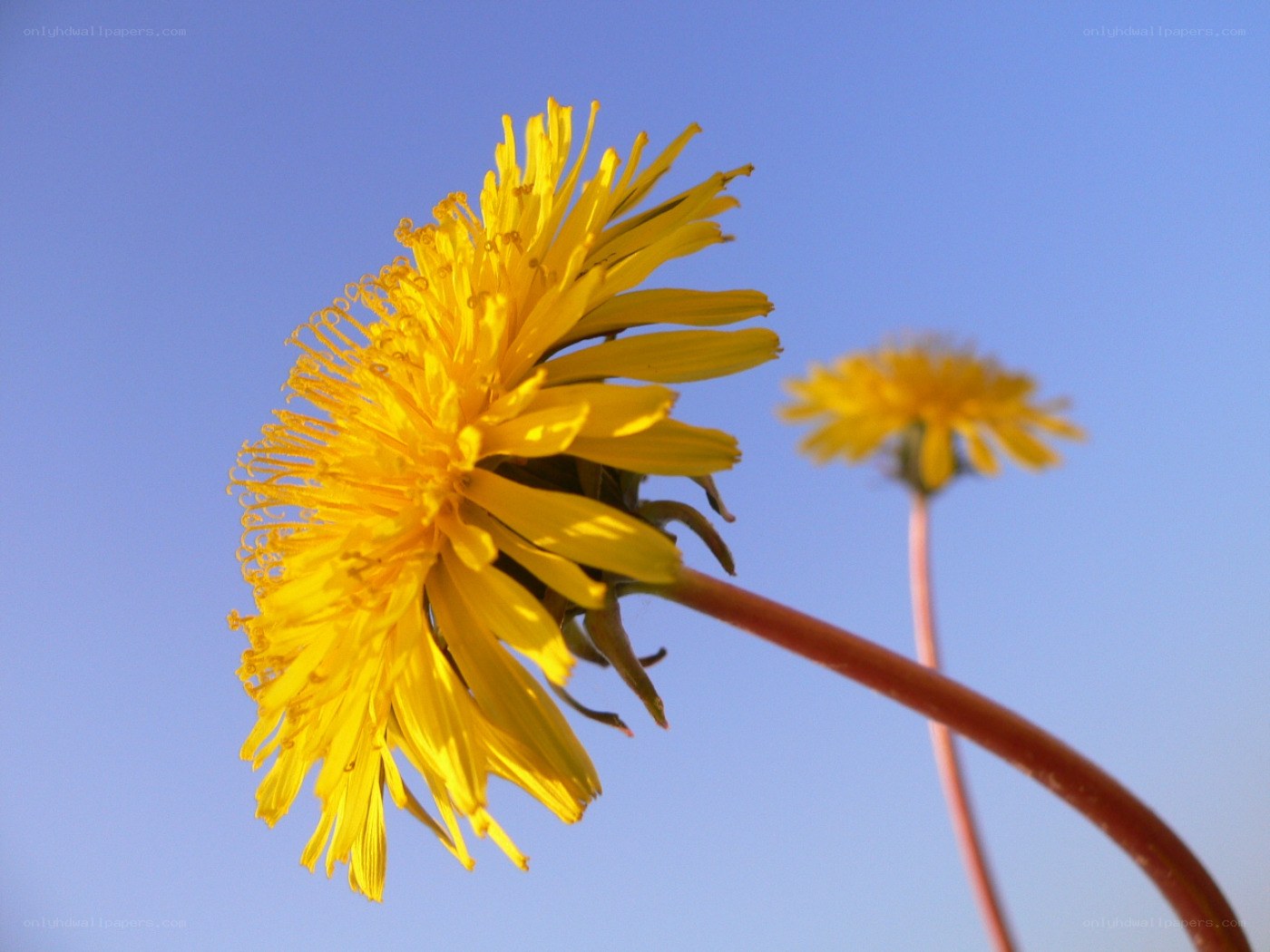 Dandelion against blue sky