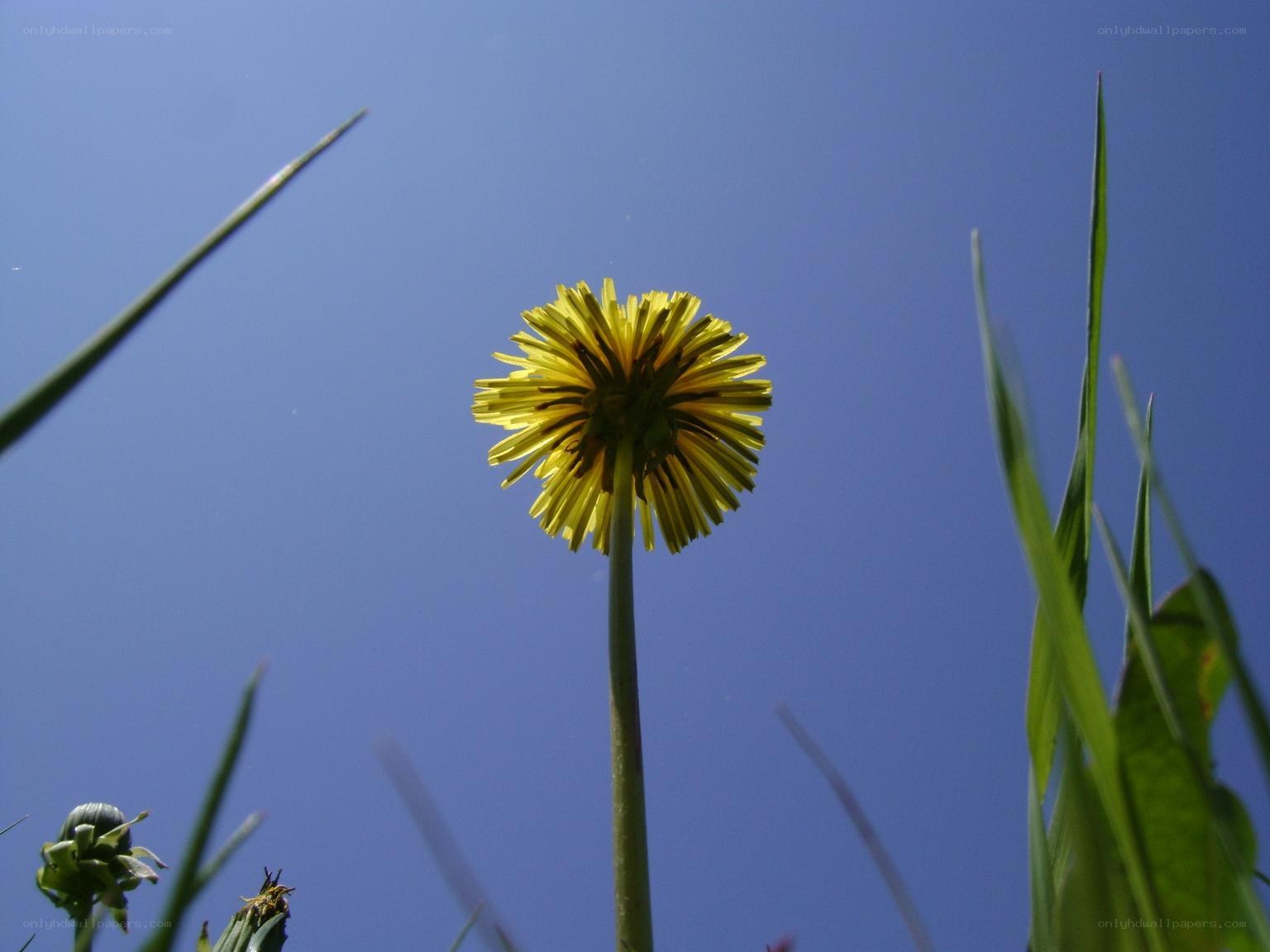 Dandelion against blue sky