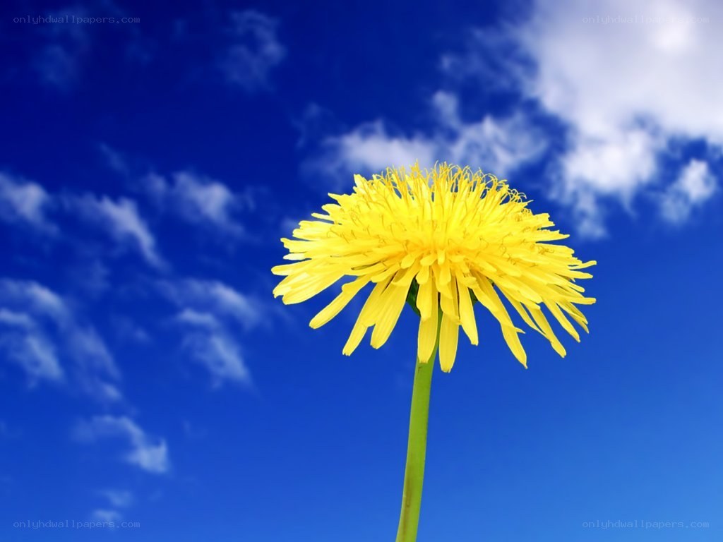 Dandelion against blue sky