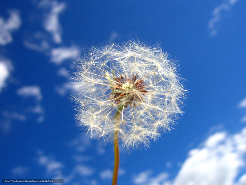 Dandelion against blue sky