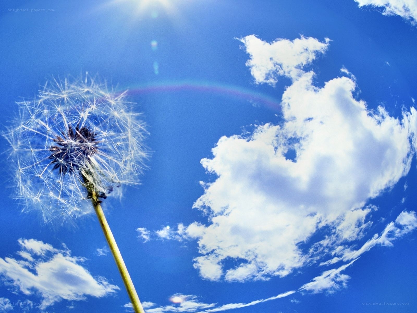 Dandelion against blue sky