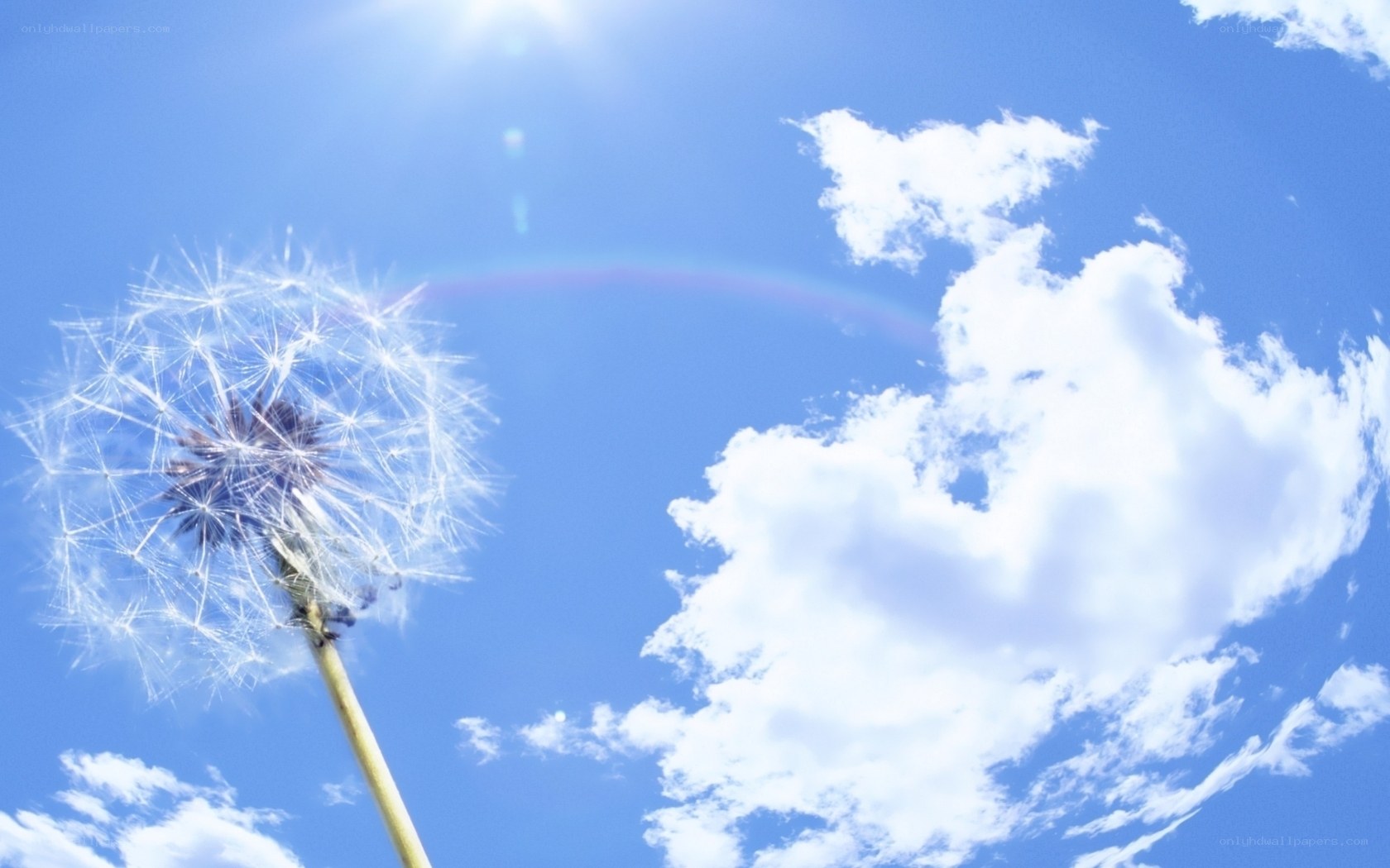 Dandelion against blue sky