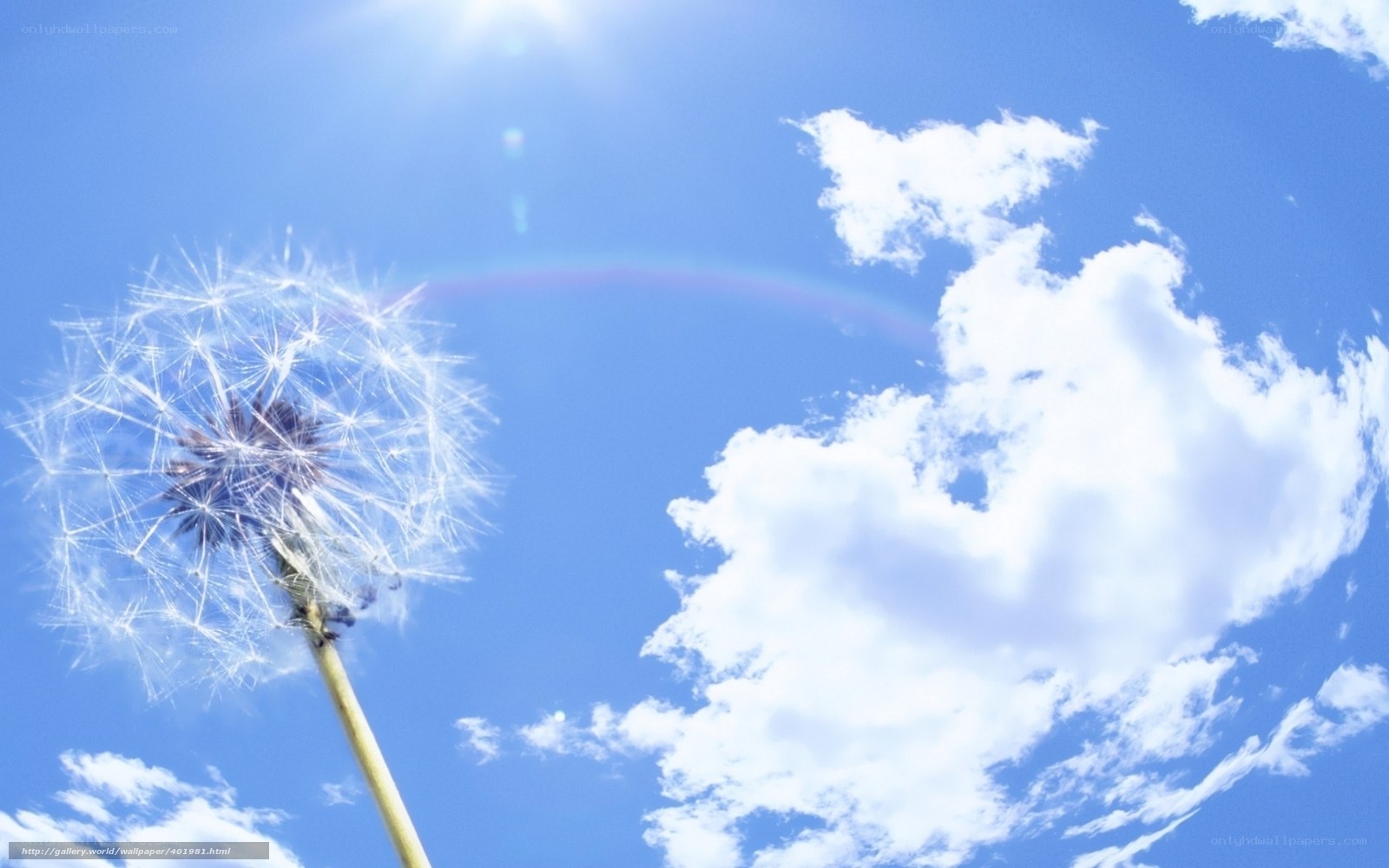 Dandelion against blue sky