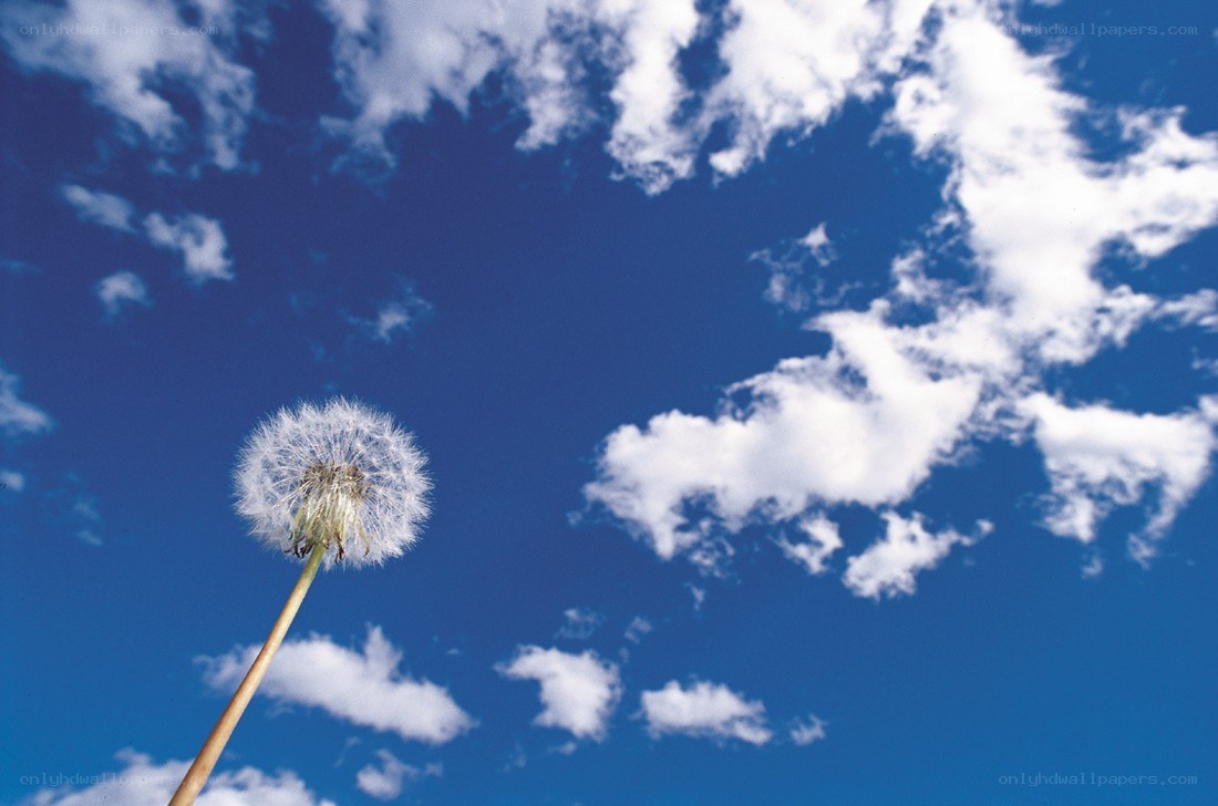 Dandelion against blue sky