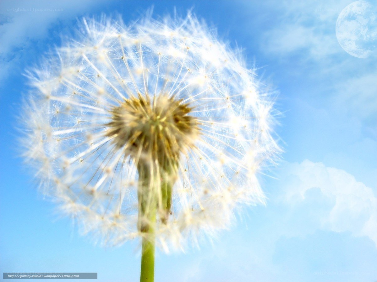 Dandelion against blue sky