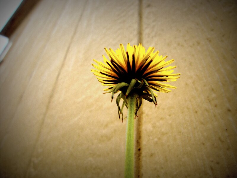 Dandelion against wooden wall