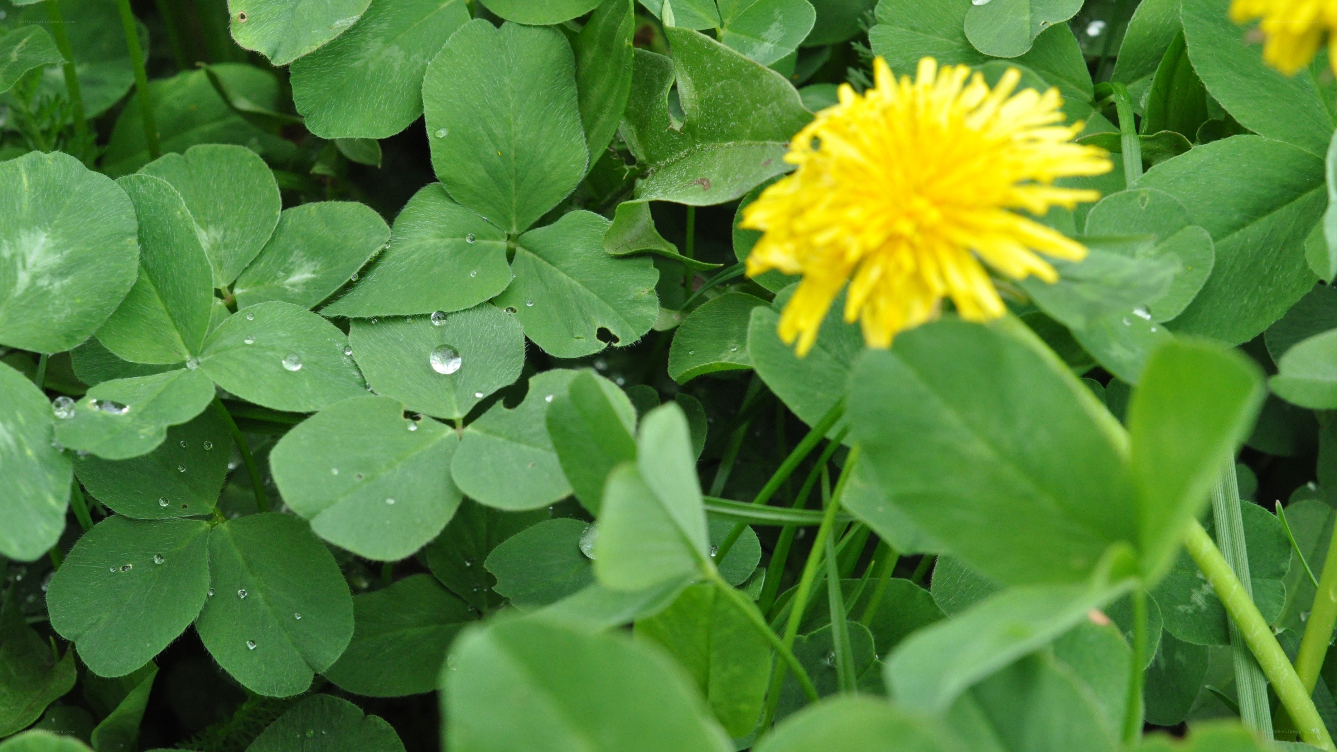 Dandelion among clover leaves